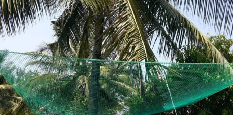 Coconut Tree Safety Nets Fixing | Call 8105172003 for Fall Arrest Nets Fixing