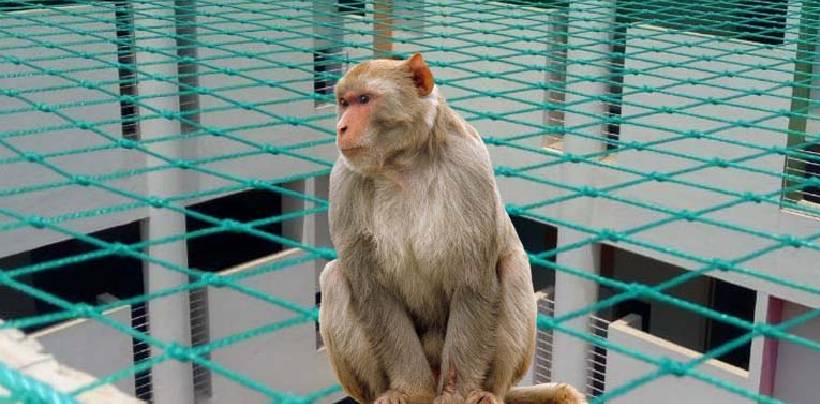 Monkey Safety Nets In Kolkata | Call 9500322463 For Net Fixing